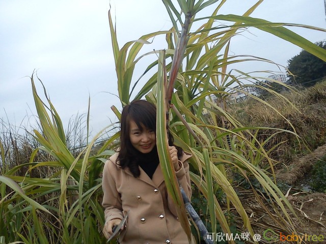 journal_insert_pic_75846639