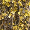DSC01493.JPG