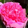 DSC04550_conew1.jpg
