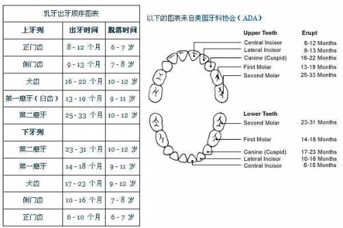 宝宝出牙症状和顺序图