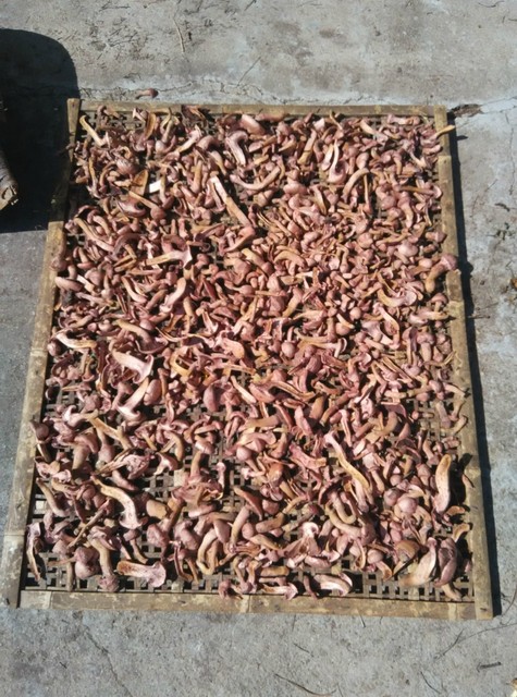 木兰围场野生蘑菇