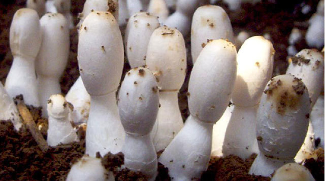 市场上常吃的蘑菇种类图片