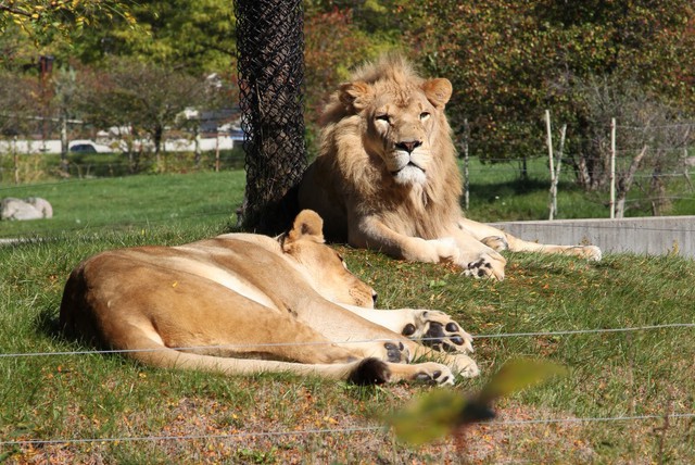 兔子第一次去動物園2011-10-05