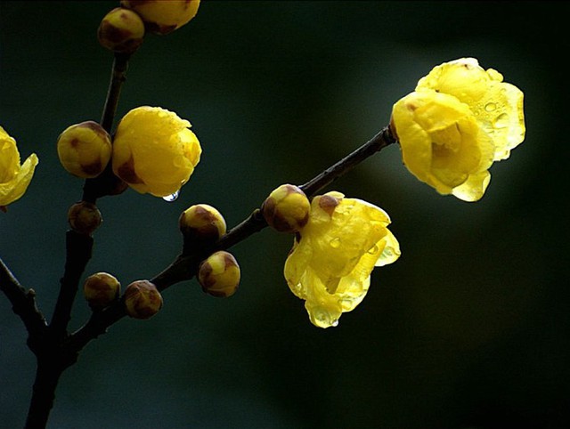 主暑热烦渴;头晕;胸闷脘痞;梅核气;咽喉肿痛; 百日咳; 小儿麻疹;烫火