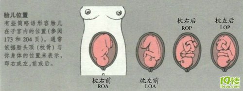 关于宝宝头位的详细图 各种胎位专业解释 宝宝树