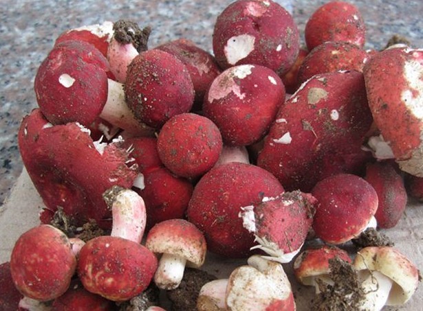 洗乾净正在晒太阳的红菇