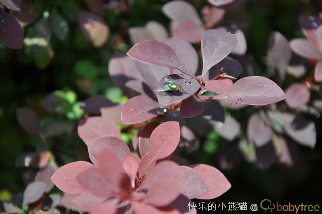 这张苍蝇,应该是我拍的,丁是指挥,他特意让我拍的.