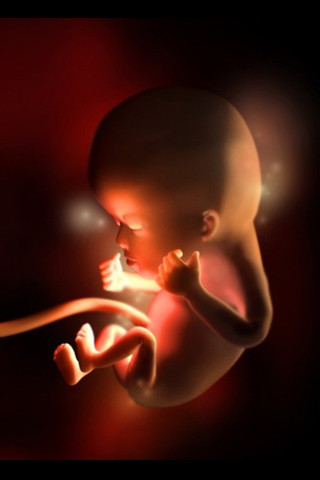 十二周到宝宝了