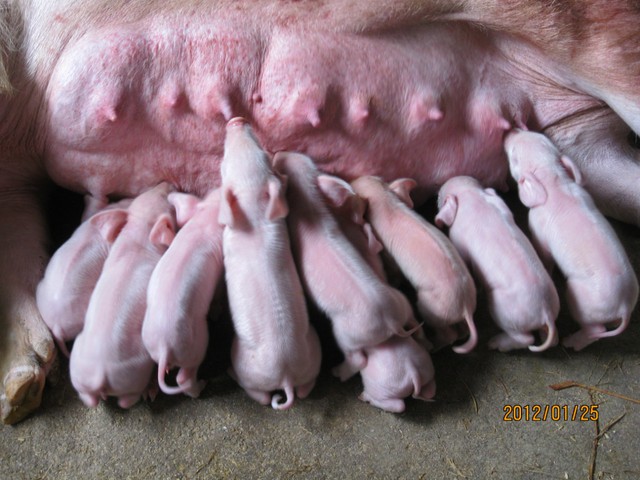 人与动物和谐篇(三):猪,羊,牛_宝宝树