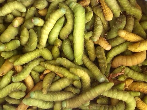 下没下来呢,准备买100块钱的,挤好在冰箱里冻着,馋了就拿出来炒白菜吃