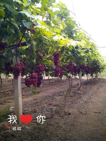 journal_insert_pic_127522718