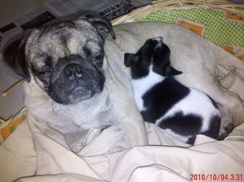 巴哥最好养了,,,我家发财四岁了就生过一次病,,,打两针就好了