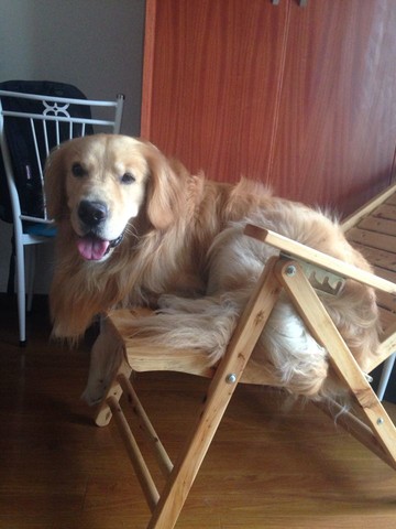 阳台养了只金毛