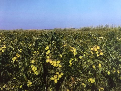 journal_insert_pic_180164979