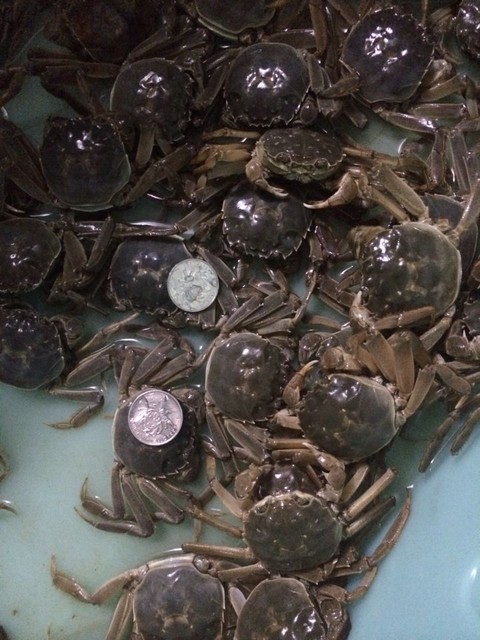 来来来,小螃蟹到,喜欢的来吧,走链接