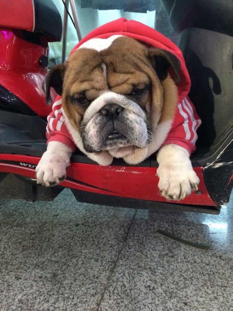 这是我的大蠢猪