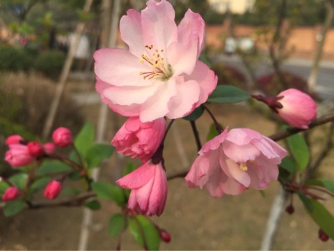 journal_insert_pic_213972133