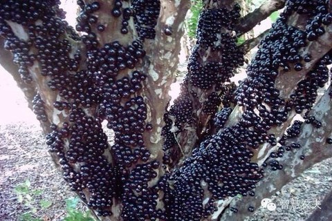 密集恐惧症的宝妈汗毛竖起来了