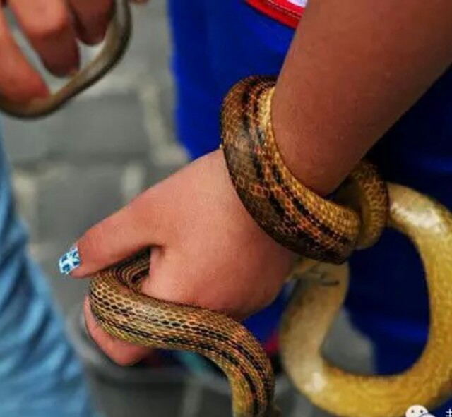 也有人把蛇从圣象上拿下来缠在自己的手臂或脖子上,过一会再将蛇送回