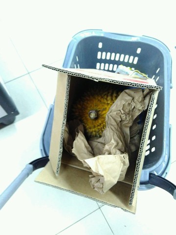 journal_insert_pic_232034851