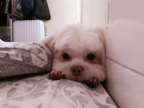 有没有孕妇妈妈天天和狗狗生活在一起的