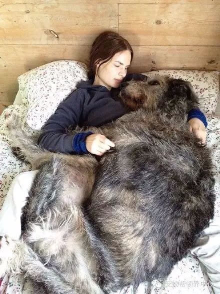 狗狗还是大的好_一直喜欢大狗,抱起来过瘾,上图!_宝宝树