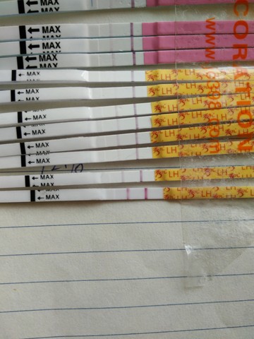 journal_insert_pic_364742253