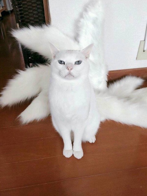 凡人,还不快给女王跪下!