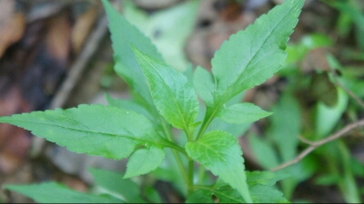 附子薏苡仁败酱草汤图片