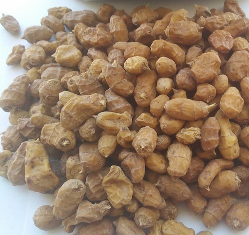 7拍卖1】自家种植油沙豆低价拍卖包邮4.9晚8点结束