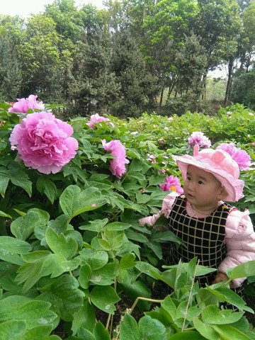 journal_insert_pic_446671633