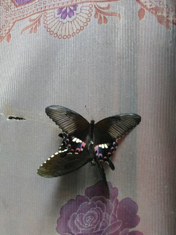 journal_insert_pic_459323240