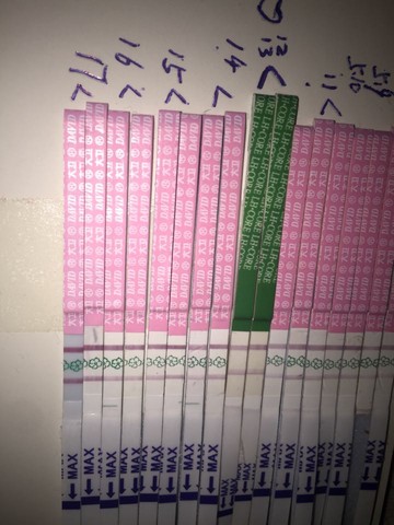 journal_insert_pic_481463447