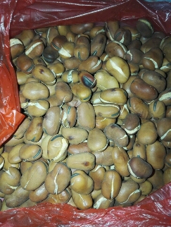 宝妈们,炒老蚕豆能不能吃?超市买的