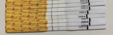 journal_insert_pic_573561761