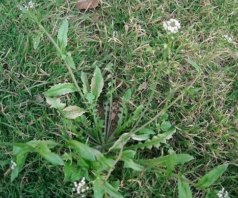 都来看看这是什麼菜